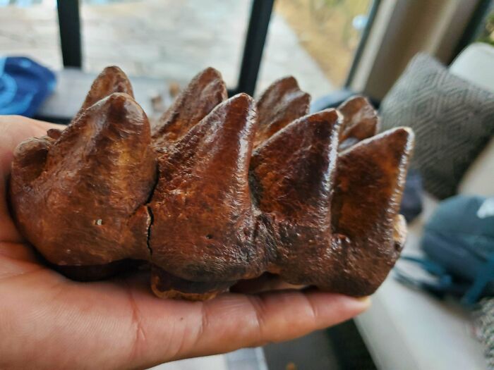 Could This Be a Mastodon Tooth? Looks Real to Me!