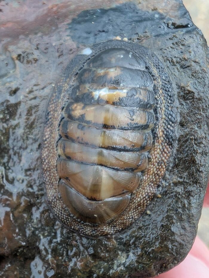 What’s This Rocky Friend? Looks Like a Chiton!