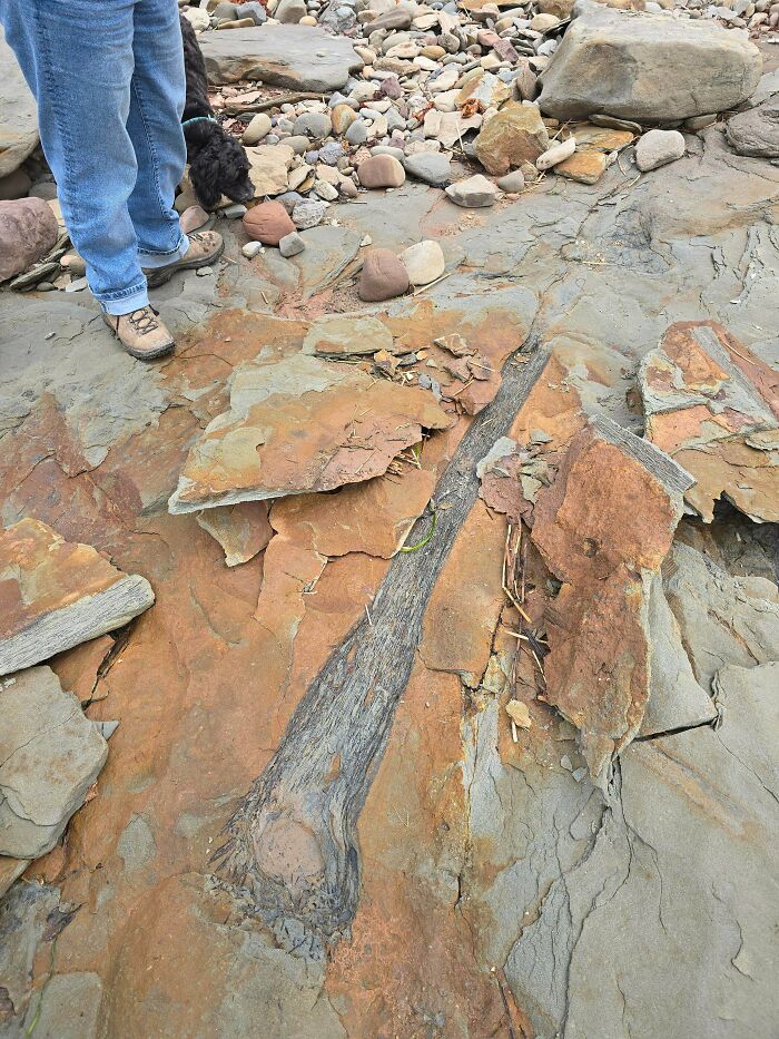 Big Plant Fossil? Looks Like Lycopsid in Nova Scotia