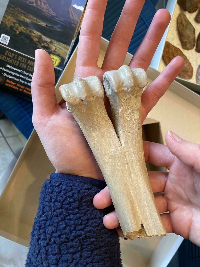 Camel Foot Bone? Grandpa Calls It That, But Looks Legit!