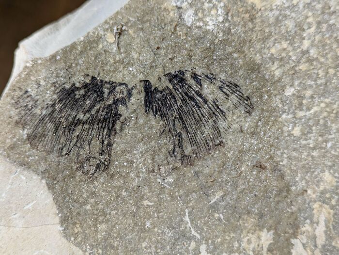 Found What Might Be a Ginkgo Leaf Fossil in South Dakota
