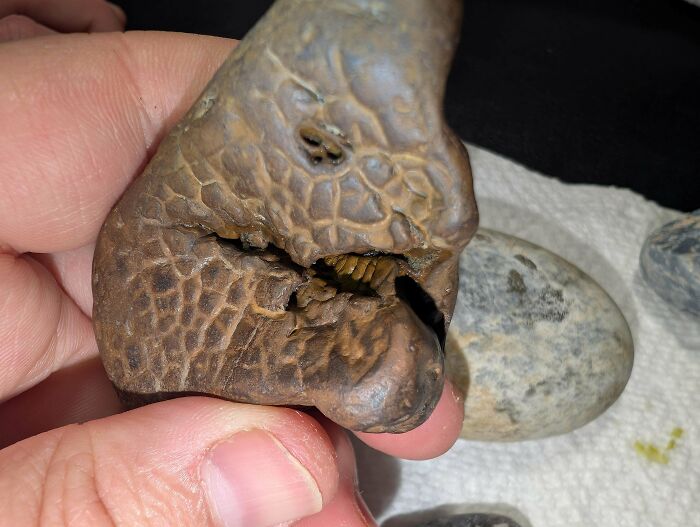 Is This a Fossil? Nope, Just a Concretion!