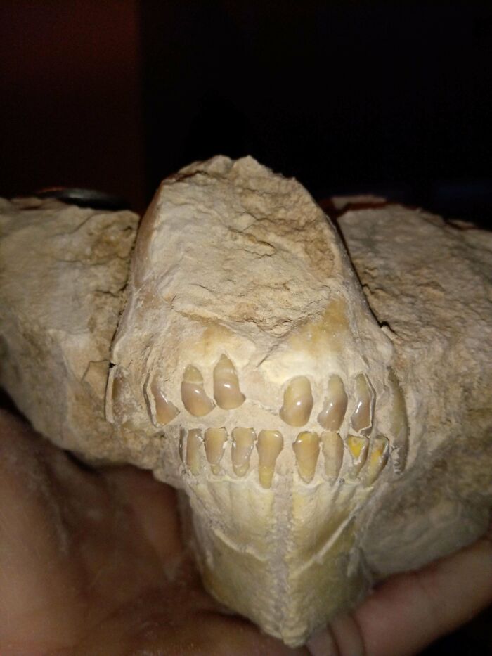 Skull of an Oreodont Found in Nebraska, Might Be Worth Some High Fives