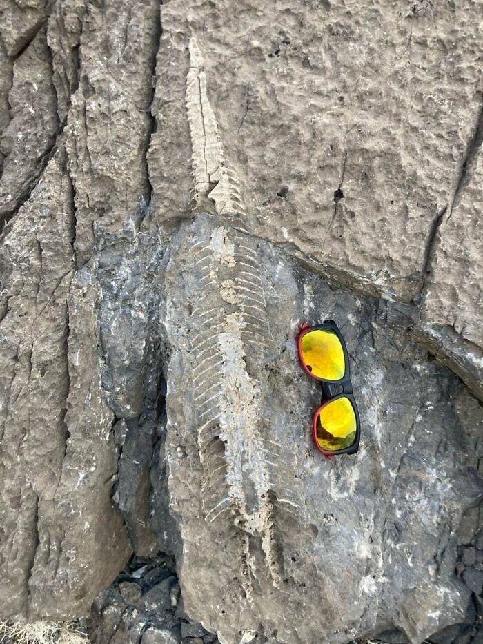 Friend Found These Near Lake Bonneville. Cephalopod or What?