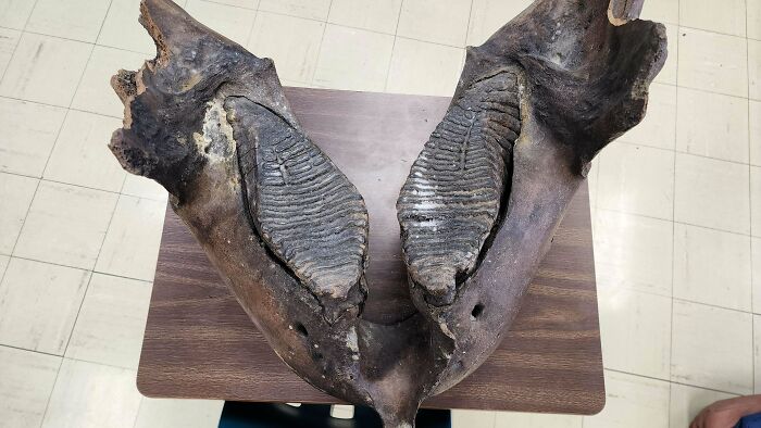 Found This Big Mammoth Jaw in a School Closet!