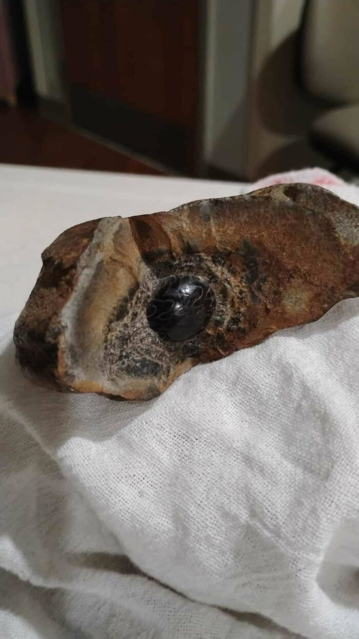 Not My Find but Looks Like a Goniatite in Arkansas!