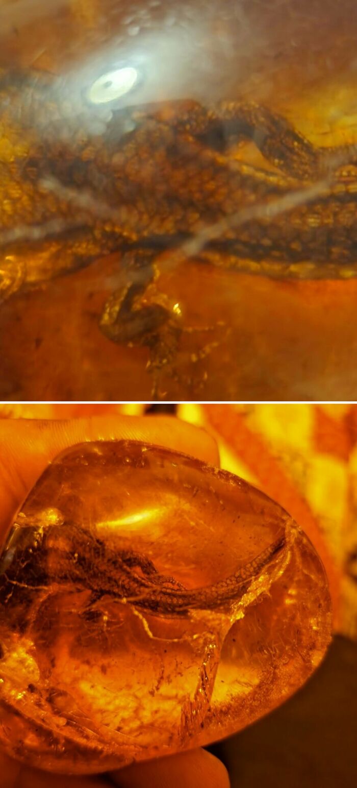 Almost Fully Intact Lizard in Amber—Real or Nope?