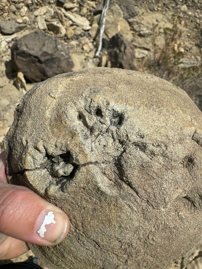 Dinosaur Footprint? This One’s Looking Pretty Legit!