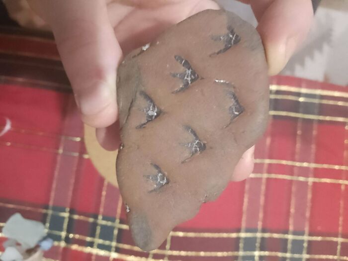 Rock Found on a Beach in NW England: Could Be a Lepidodendron!