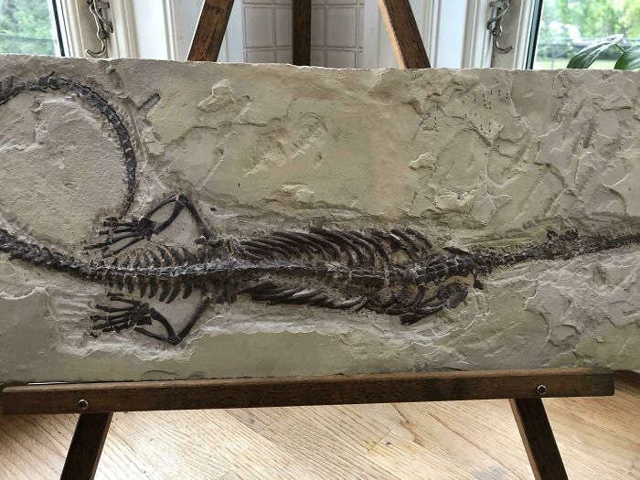 Inherited This 53cm ‘Bad Boy’ Fossil. Not a Croc, Maybe a Triassic Sea Creature!