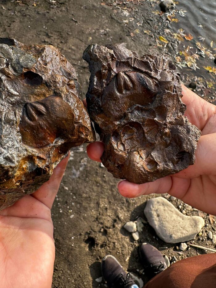 Big Rock Break Opens Up Double Brachiopod Fossils!