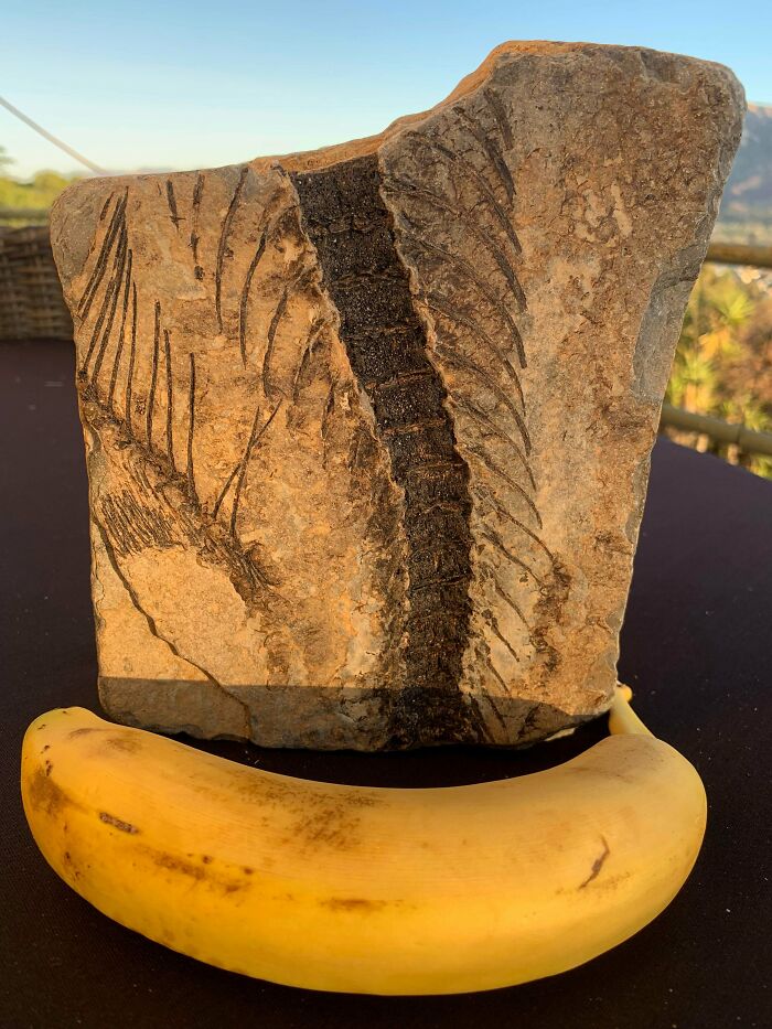 Fascinating Fossil Found in California—Whale Bones or Something Else?