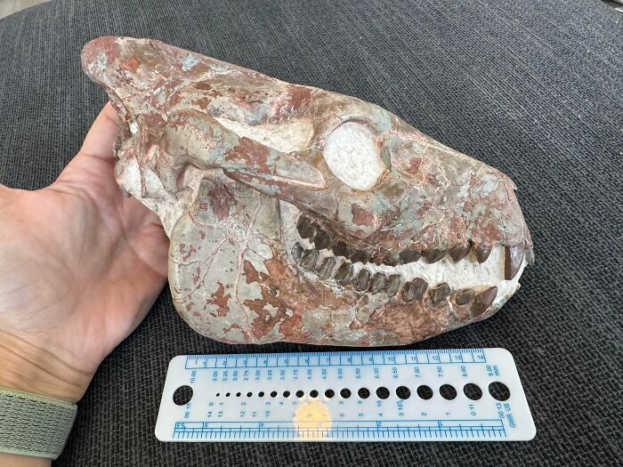 Lost Info on This Head Fossil—Maybe an Oreodont?