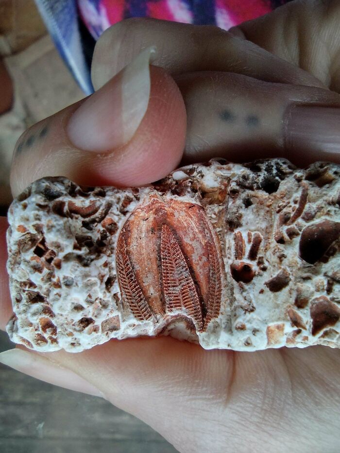 Found This Beautiful Blastoid in SW Missouri Creek