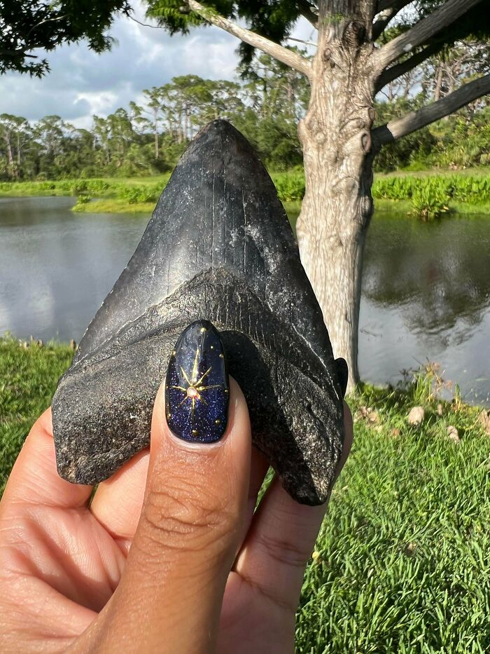 Possible Megalodon Tooth Found in Southern Florida!