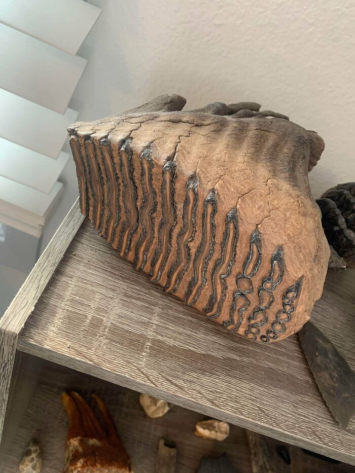 79 Fossils People Found That Are Just Plain Awesome