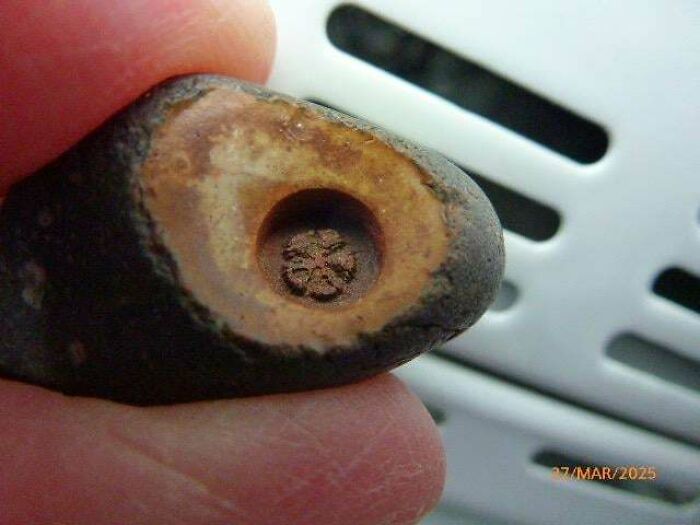 79 Fossils People Found That Are Just Plain Awesome