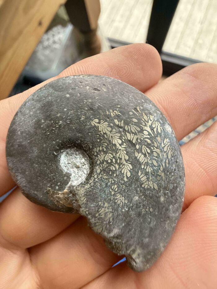 79 Fossils People Found That Are Just Plain Awesome