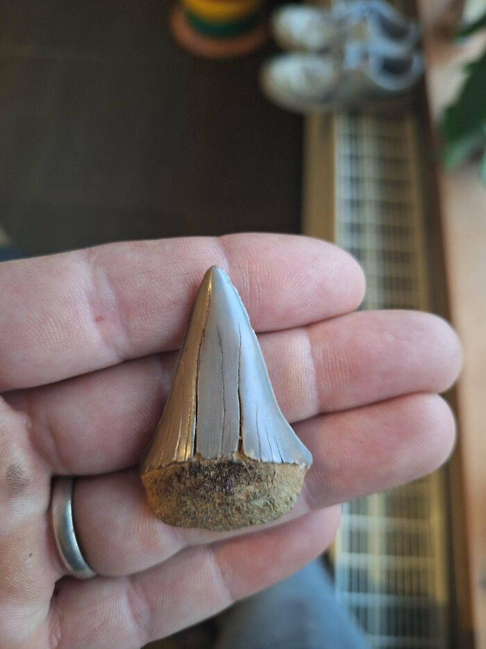 79 Fossils People Found That Are Just Plain Awesome