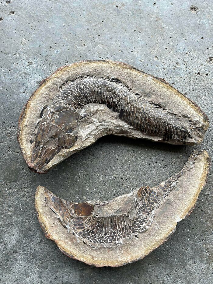79 Fossils People Found That Are Just Plain Awesome