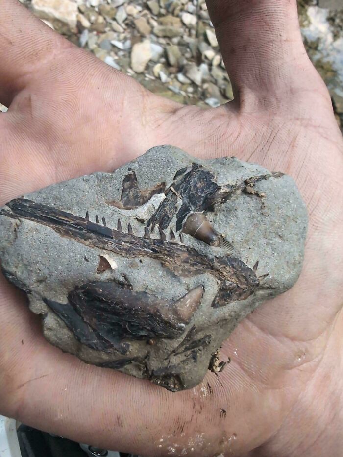 79 Fossils People Found That Are Just Plain Awesome