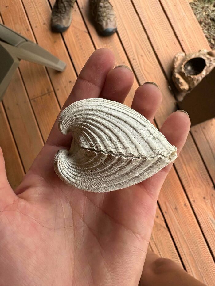 79 Fossils People Found That Are Just Plain Awesome