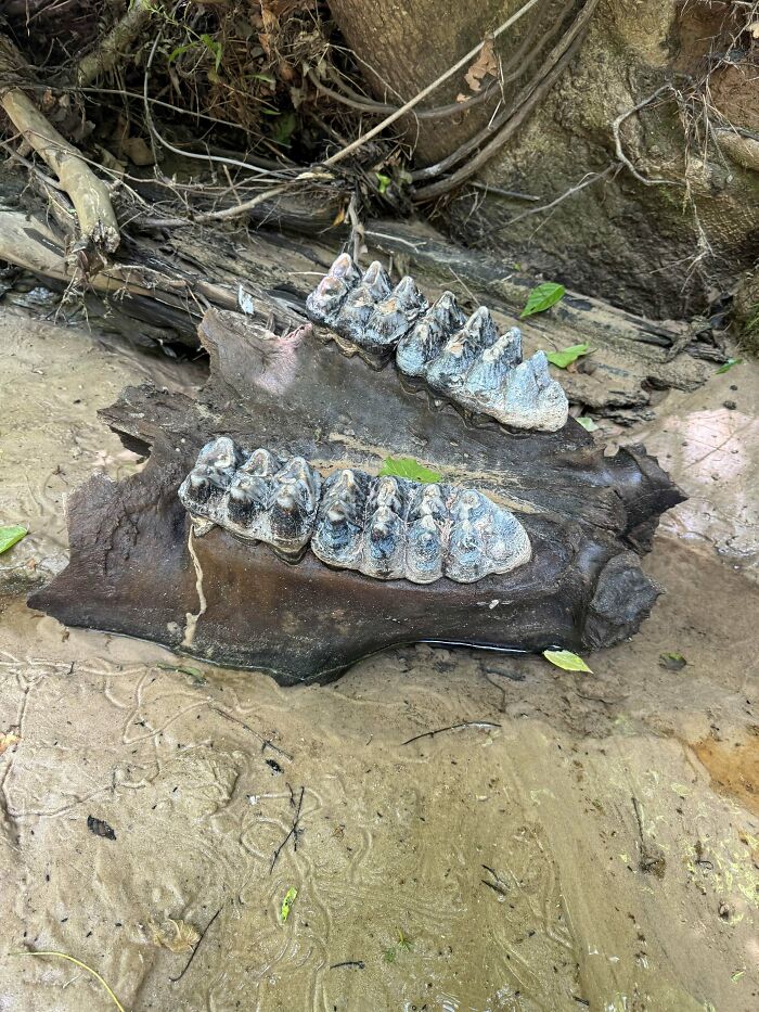 79 Fossils People Found That Are Just Plain Awesome