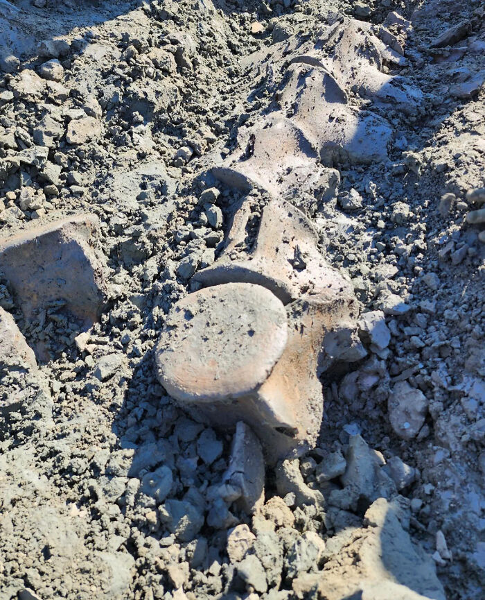 79 Fossils People Found That Are Just Plain Awesome