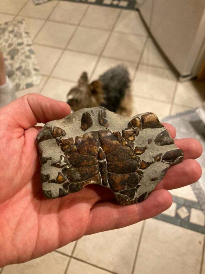 79 Fossils People Found That Are Just Plain Awesome