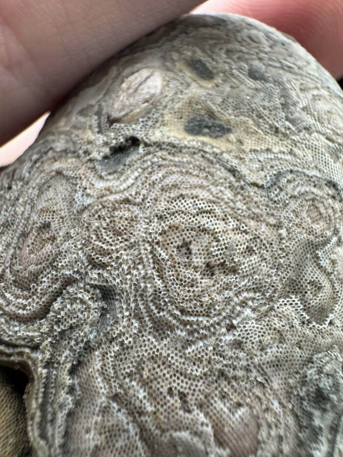 79 Fossils People Found That Are Just Plain Awesome