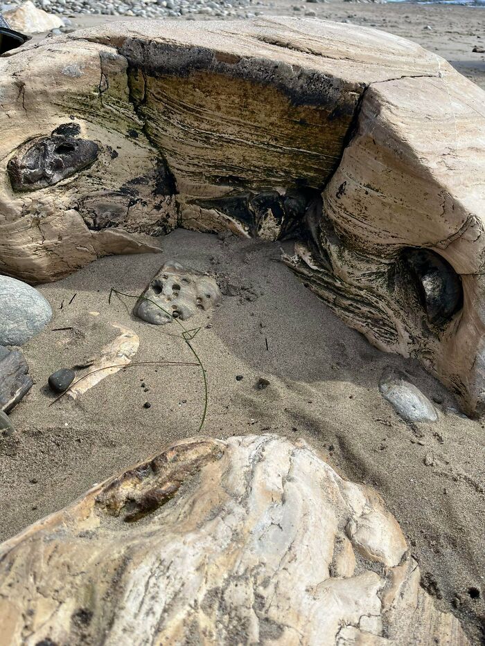 79 Fossils People Found That Are Just Plain Awesome