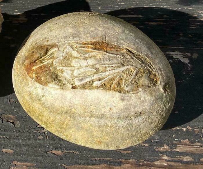 79 Fossils People Found That Are Just Plain Awesome
