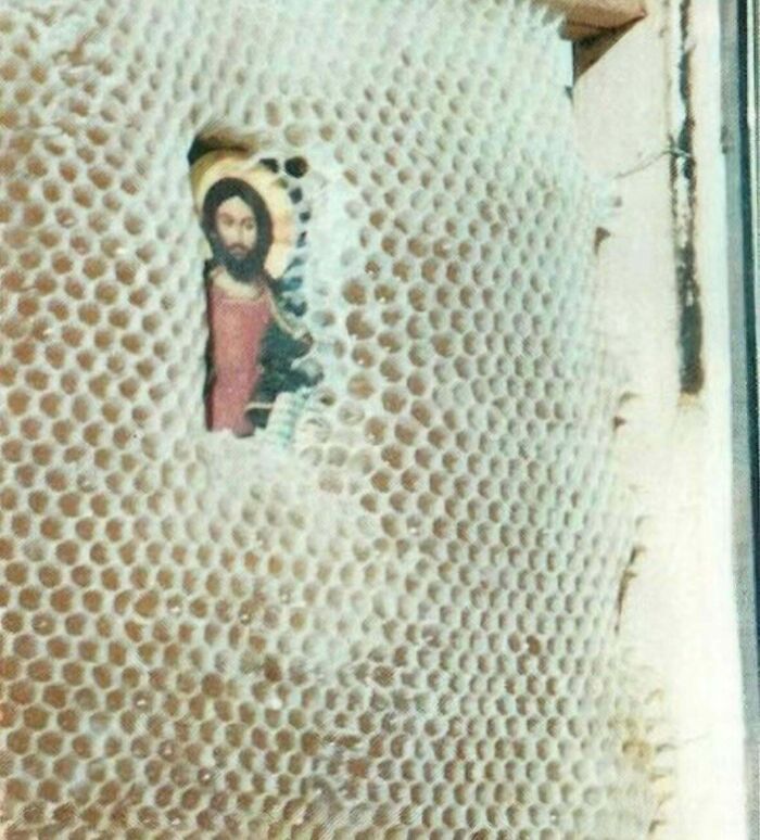 Bees Build Honeycombs Around Religious Icons Without Touching Them — How?