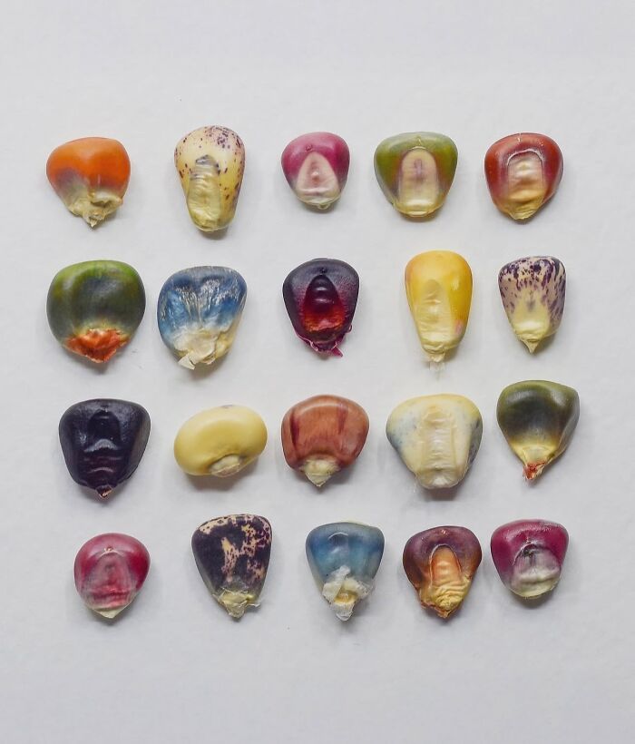 Seed Overload: Jonas Frei’s Corn Collection Will Blow Your Mind