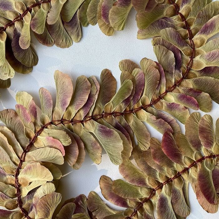 Maple Samara: Baskets and Beyond