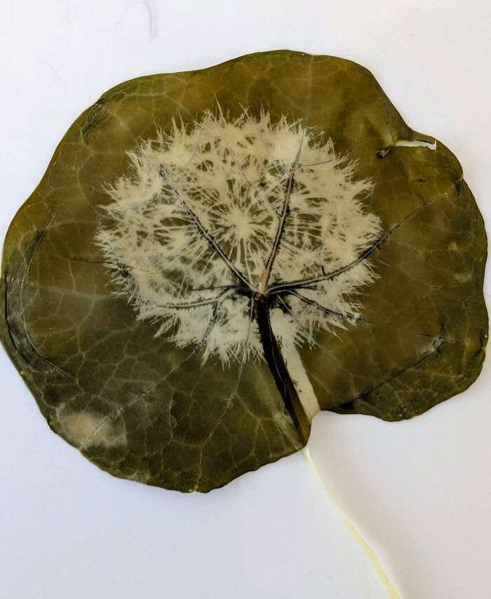 Chlorophyll Printing: Trees Are The Real MVP