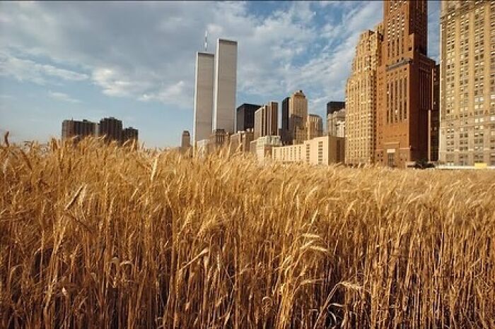 Wheatfield - A Confrontation: Farming in The Concrete Jungle