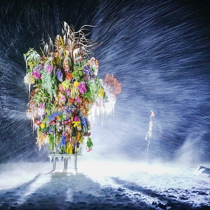 Frozen Flowers: Beauty That’s Here and Gone
