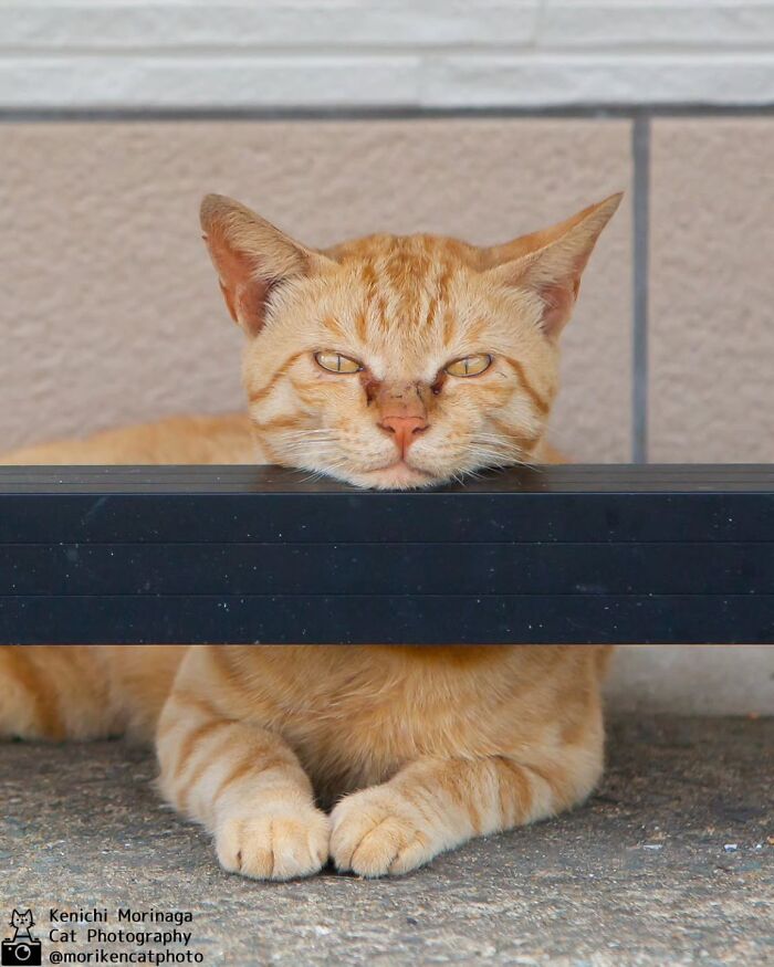 Wait, They Actually Ranked Cat Pics? Here Are 61 Paw-some Shots!