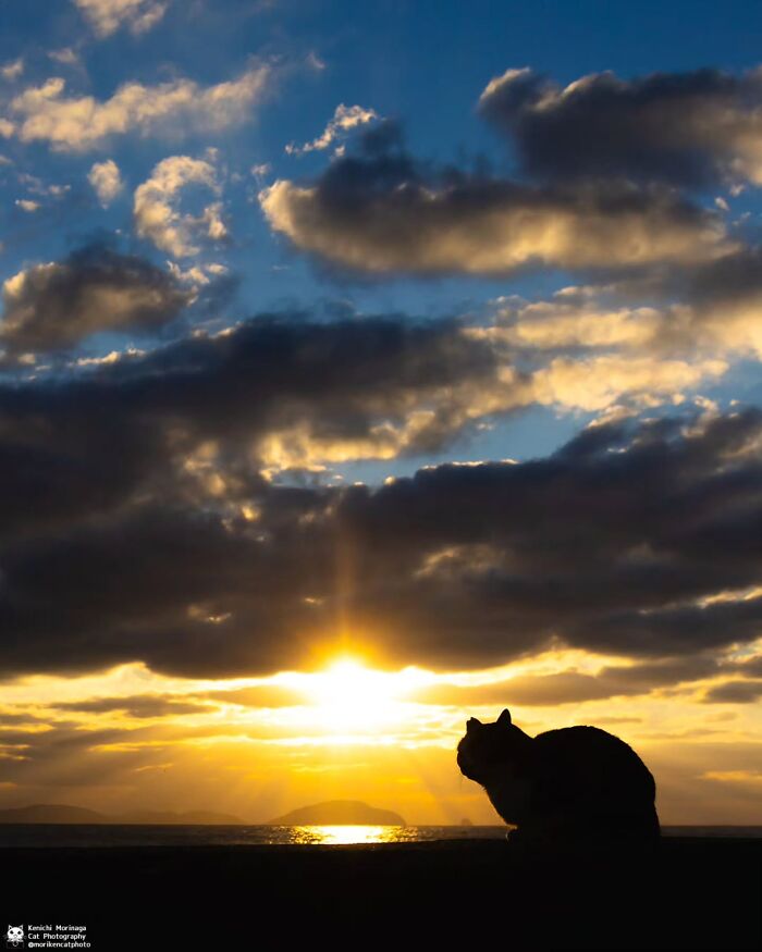 Wait, They Actually Ranked Cat Pics? Here Are 61 Paw-some Shots!