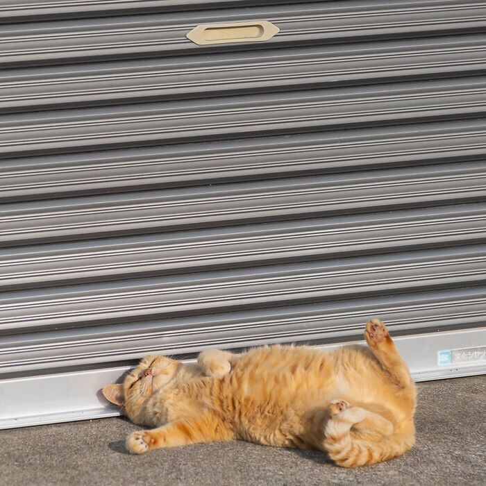 Wait, They Actually Ranked Cat Pics? Here Are 61 Paw-some Shots!