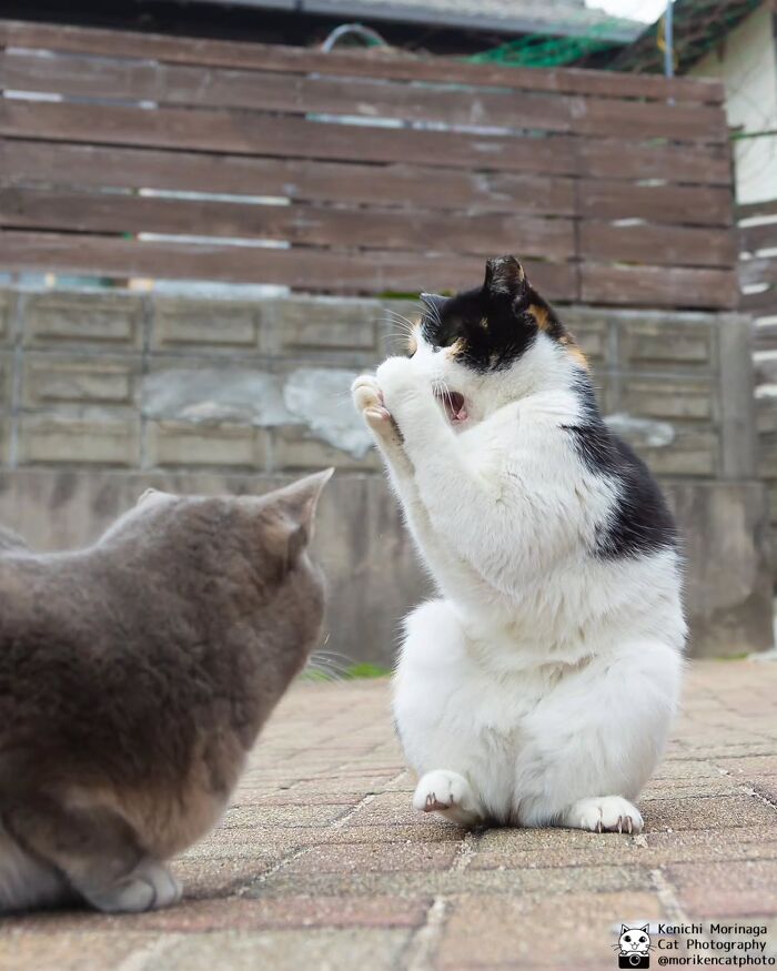 Wait, They Actually Ranked Cat Pics? Here Are 61 Paw-some Shots!