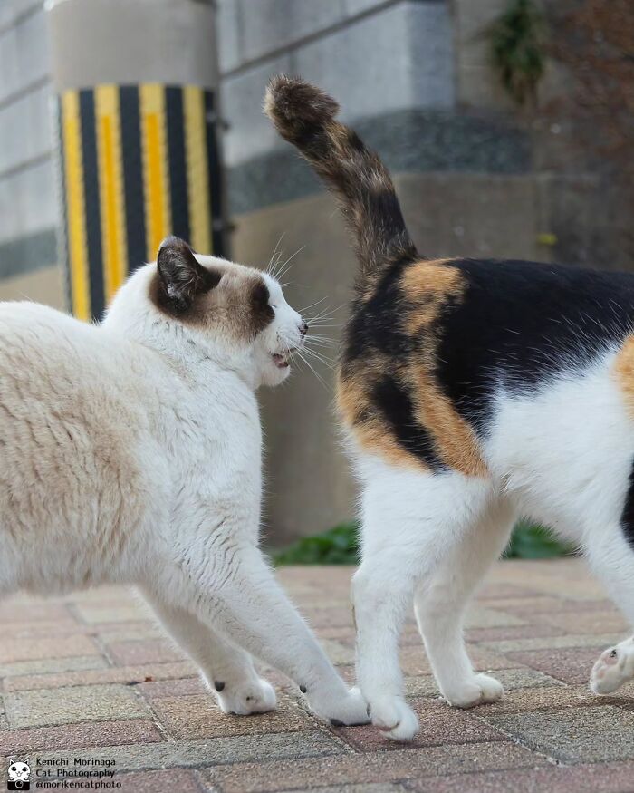 Wait, They Actually Ranked Cat Pics? Here Are 61 Paw-some Shots!