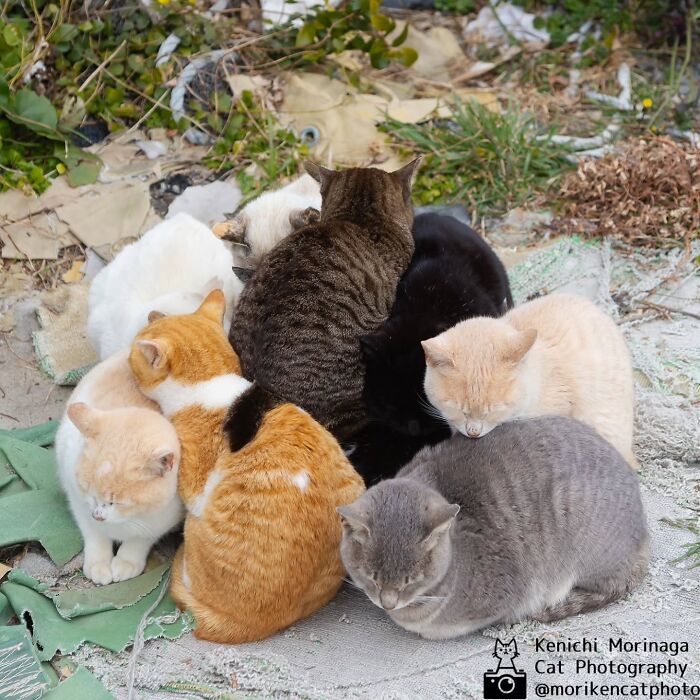 Wait, They Actually Ranked Cat Pics? Here Are 61 Paw-some Shots!