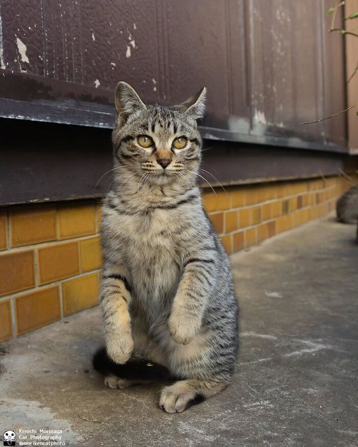 Wait, They Actually Ranked Cat Pics? Here Are 61 Paw-some Shots!