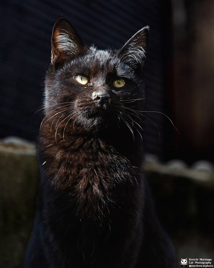 Wait, They Actually Ranked Cat Pics? Here Are 61 Paw-some Shots!