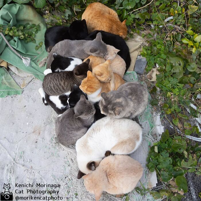 Wait, They Actually Ranked Cat Pics? Here Are 61 Paw-some Shots!