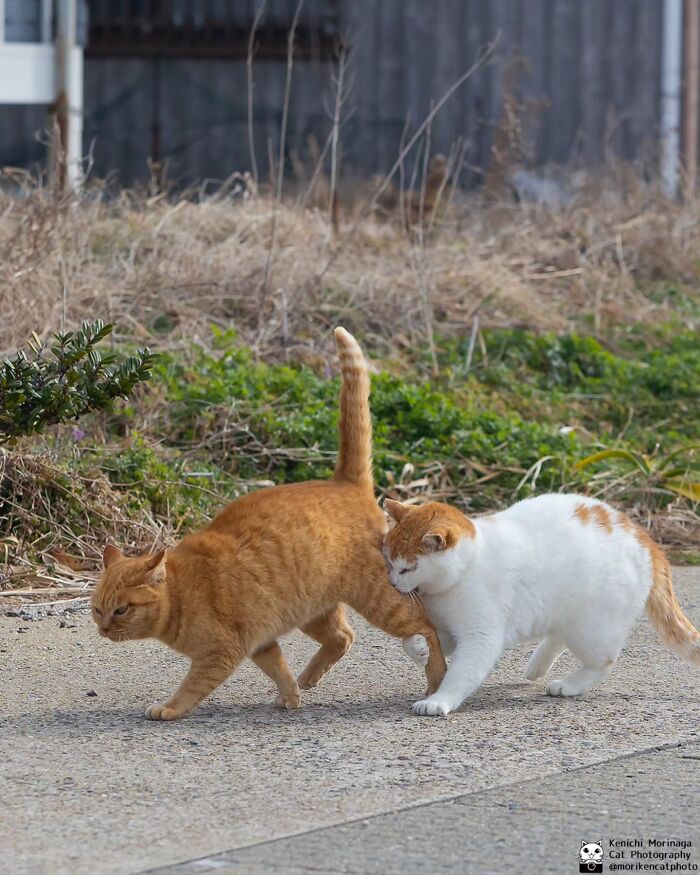 Wait, They Actually Ranked Cat Pics? Here Are 61 Paw-some Shots!