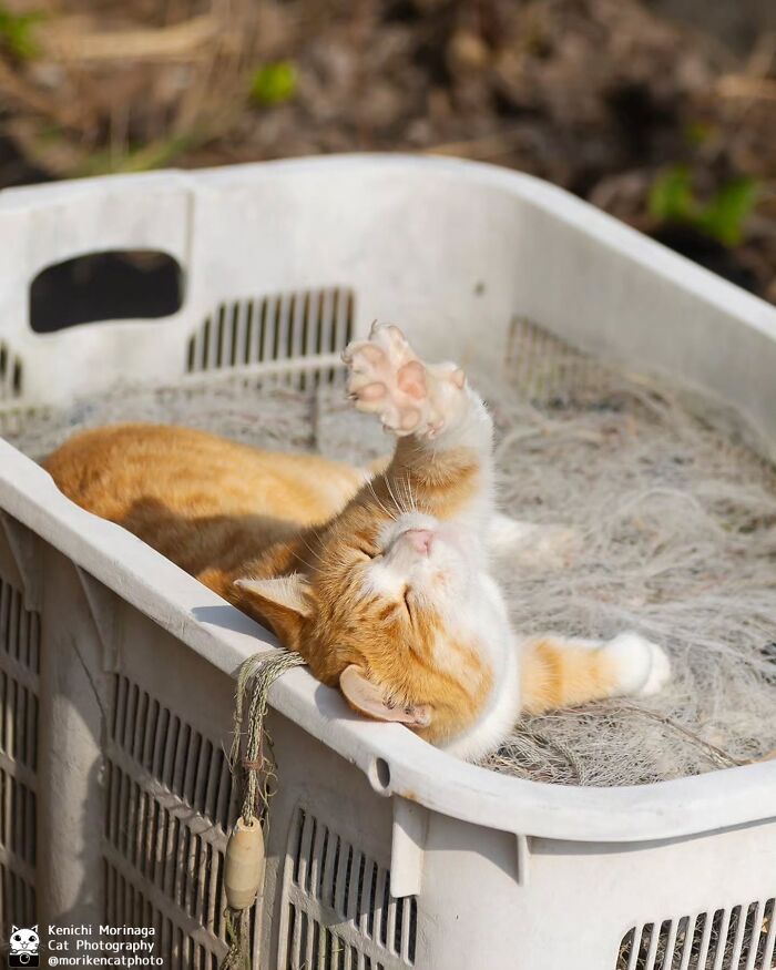 Wait, They Actually Ranked Cat Pics? Here Are 61 Paw-some Shots!