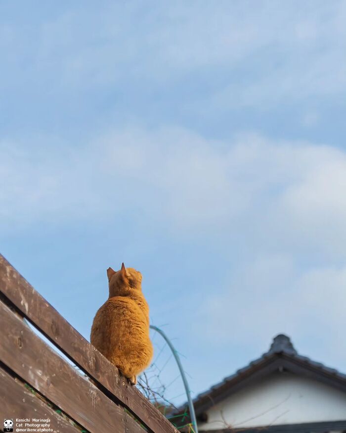 Wait, They Actually Ranked Cat Pics? Here Are 61 Paw-some Shots!